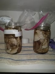 Jars of Mushrooms packed for fermentation on a dark shelf