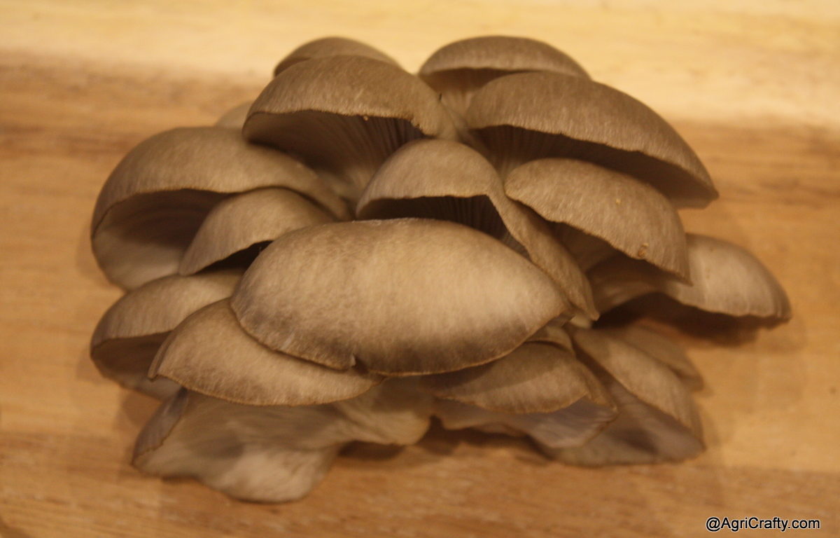 Flush of Oyster Mushrooms