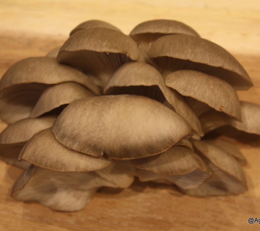Flush of Oyster Mushrooms