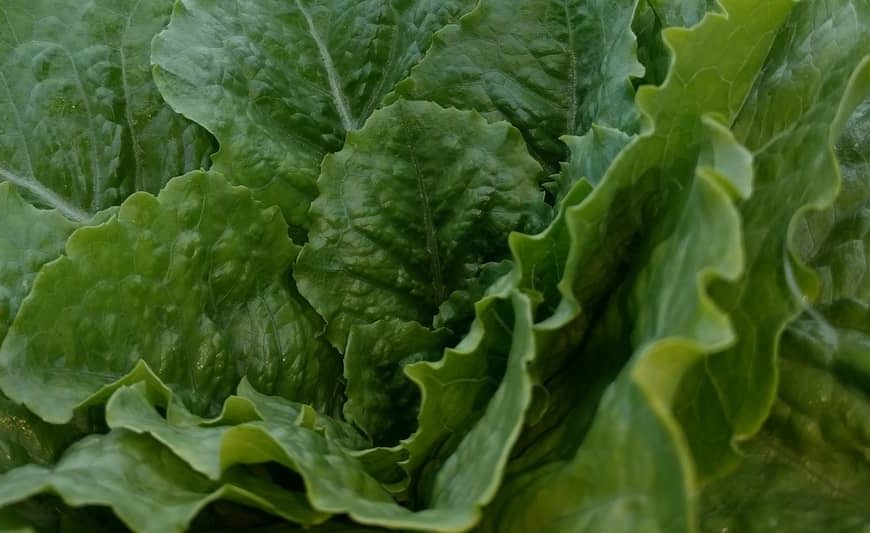 lettuce in field